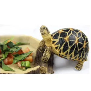 Reptiles & Amphibians Feeding Bowl